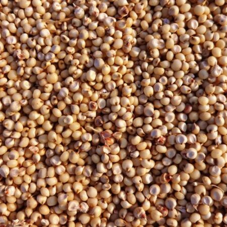 Sorghum